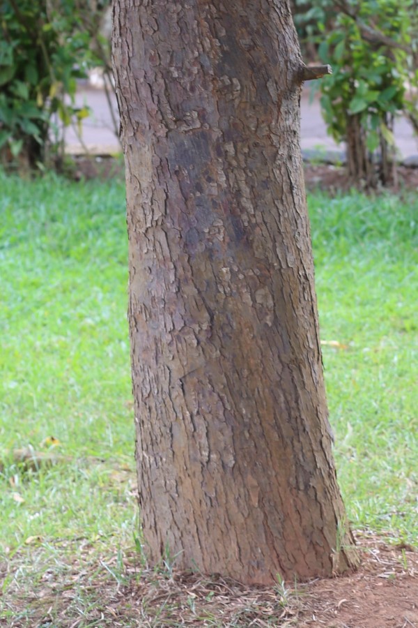 Podocarpus macrophyllus - Bark