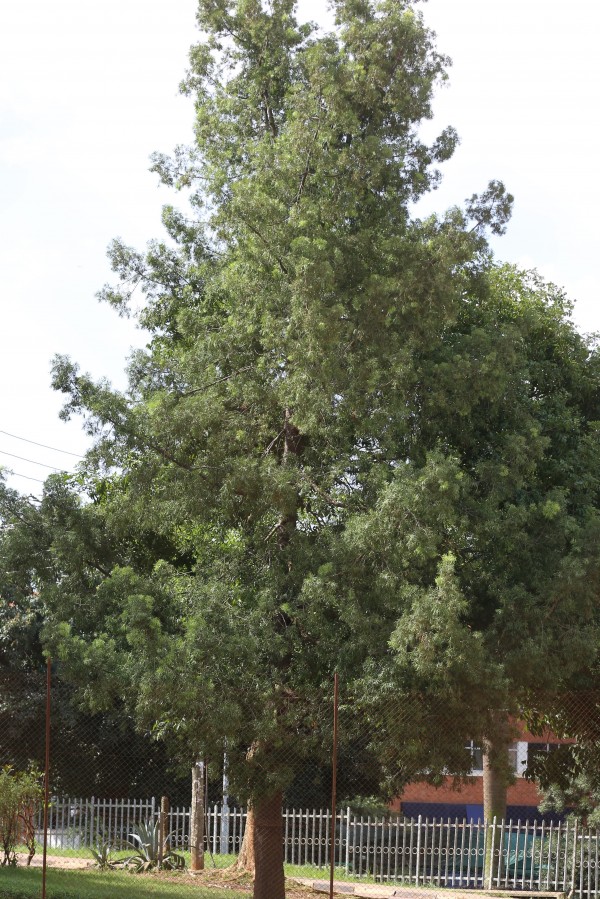 Podocarpus macrophyllus - Whole tree