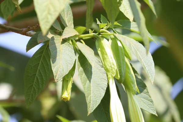 Datura suaveolens (D. Candida) - Leaves