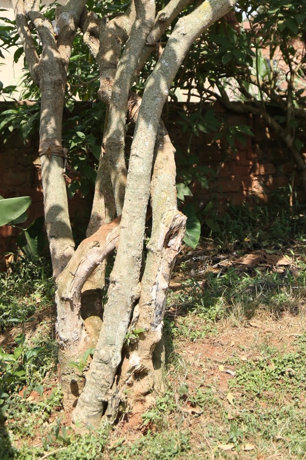 Datura suaveolens (D. Candida) - Bark