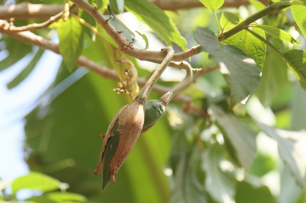 Datura suaveolens (D. Candida) - Fruits