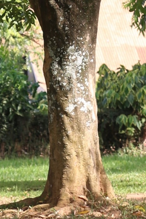 Sapindus saponaria - Bark