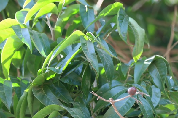 Sapindus saponaria - Leaves