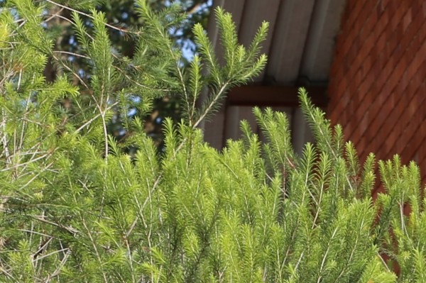 Callistemon shiressii - Leaves