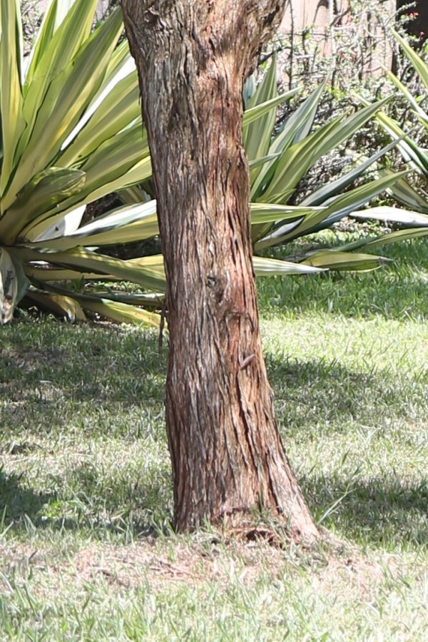 Callistemon shiressii - Bark