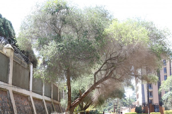 Callistemon shiressii - Whole tree