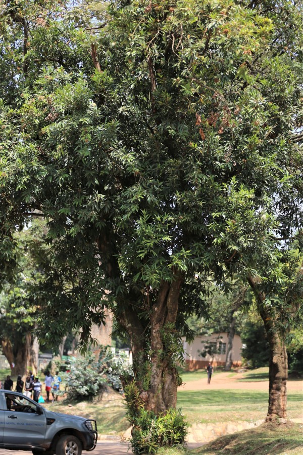 Syzygium owariense - Whole tree