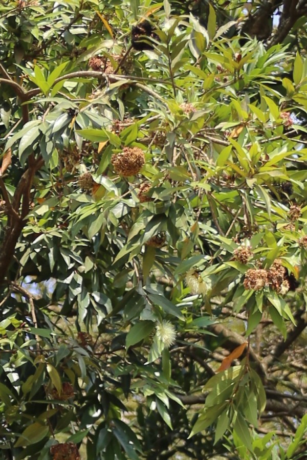 Syzygium owariense - Leaves