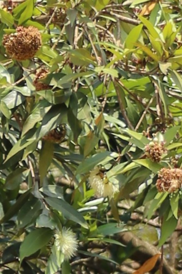 Syzygium owariense - Flowers