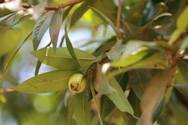Syzygium owariense - Fruit