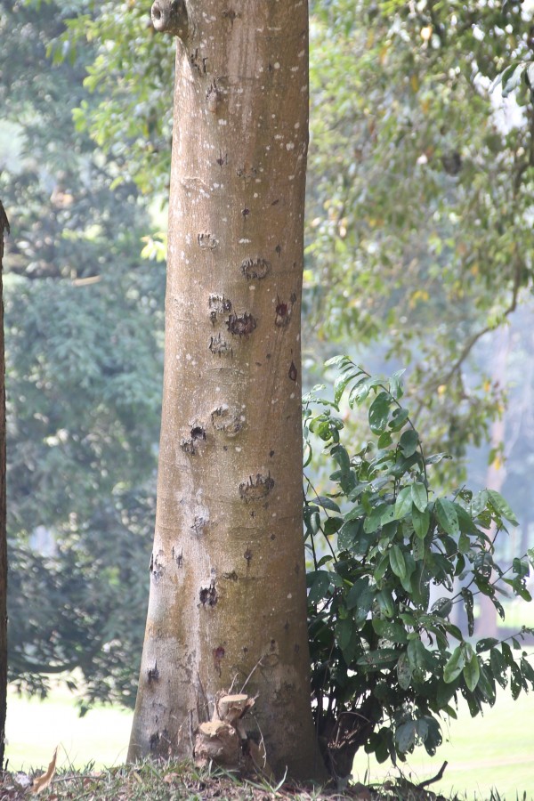 Trema orientalis (T. guineensis) - Bark