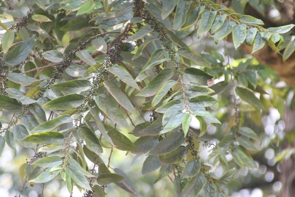 Trema orientalis (T. guineensis) - Leaves