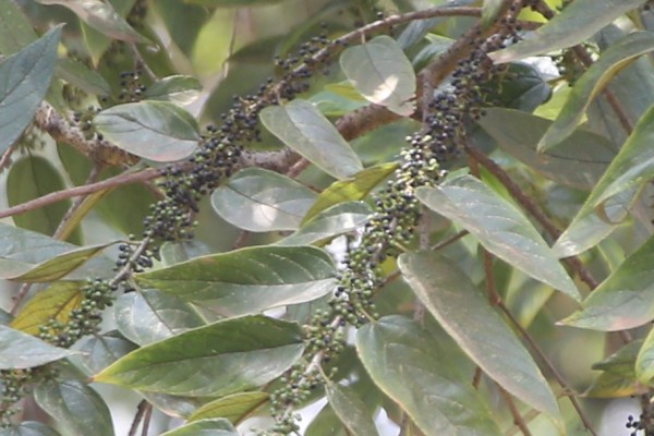 Trema orientalis (T. guineensis) - Fruits