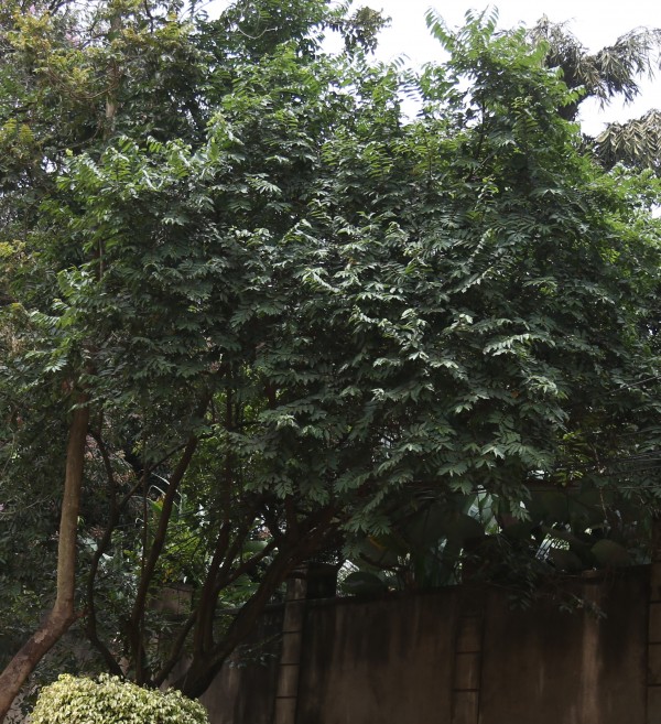 Trema orientalis (T. guineensis) - Whole tree
