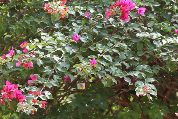 Bougainvillea glabra - Leaves