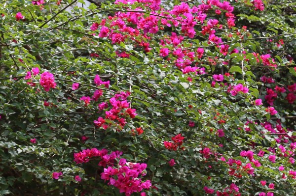 Bougainvillea glabra - Flowers
