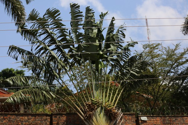 Ravenala madagascariensis - Leaves