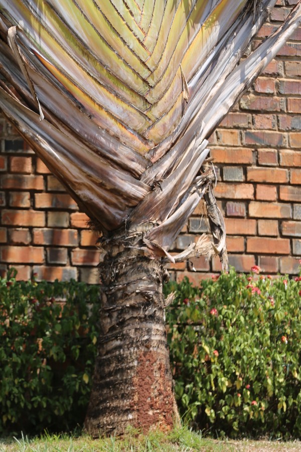 Ravenala madagascariensis - Bark