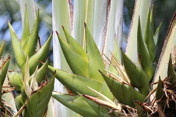 Ravenala madagascariensis - Fruits