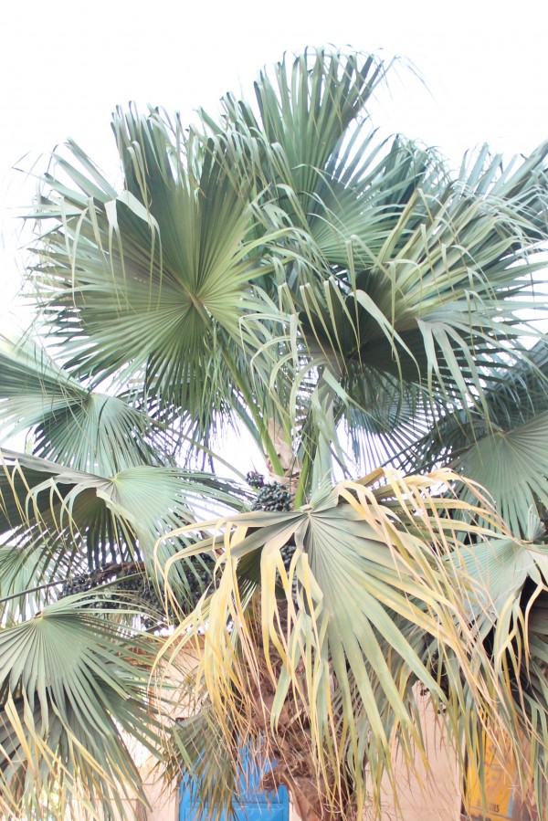 Washingtonia robusta - Leaves