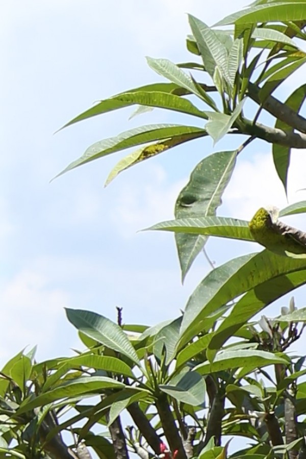 Plumeria rubra - Leaves