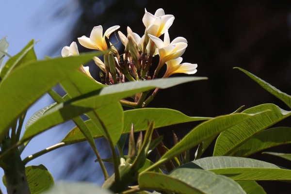 Plumeria rubra - Flower