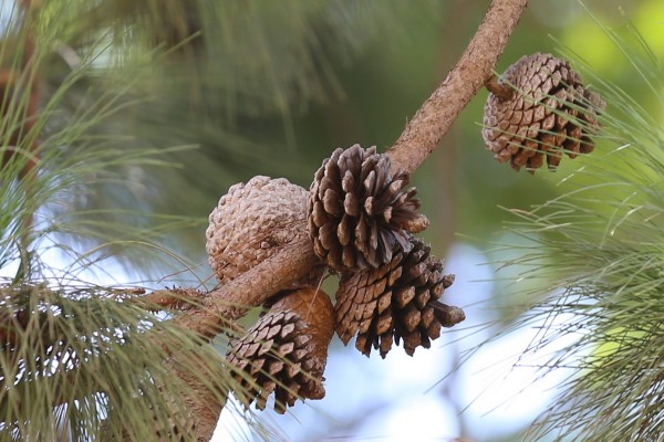 Pinus caribaea - Fruits