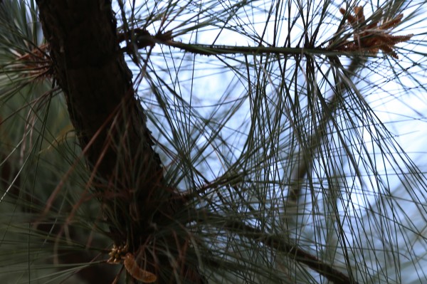 Pinus caribaea - Flowers