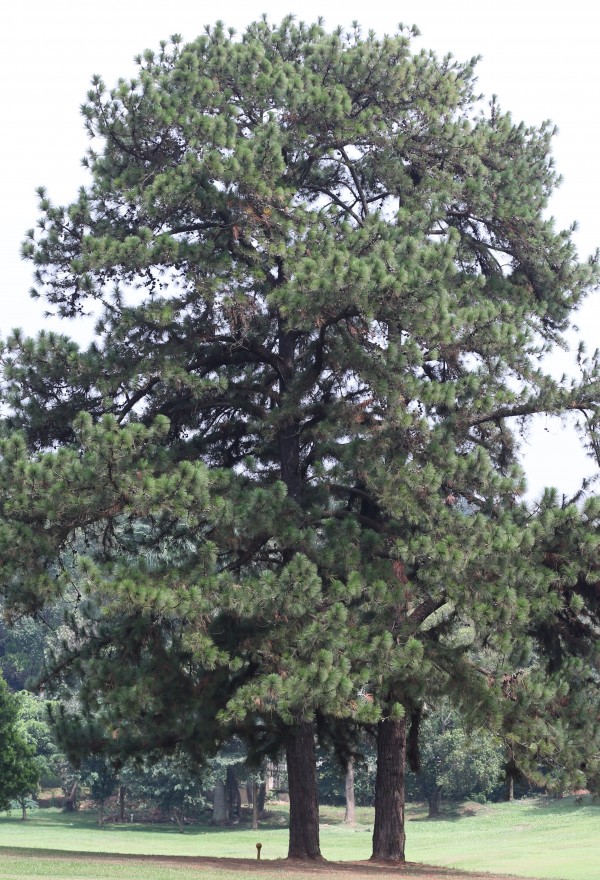 Pinus caribaea - Whole tree