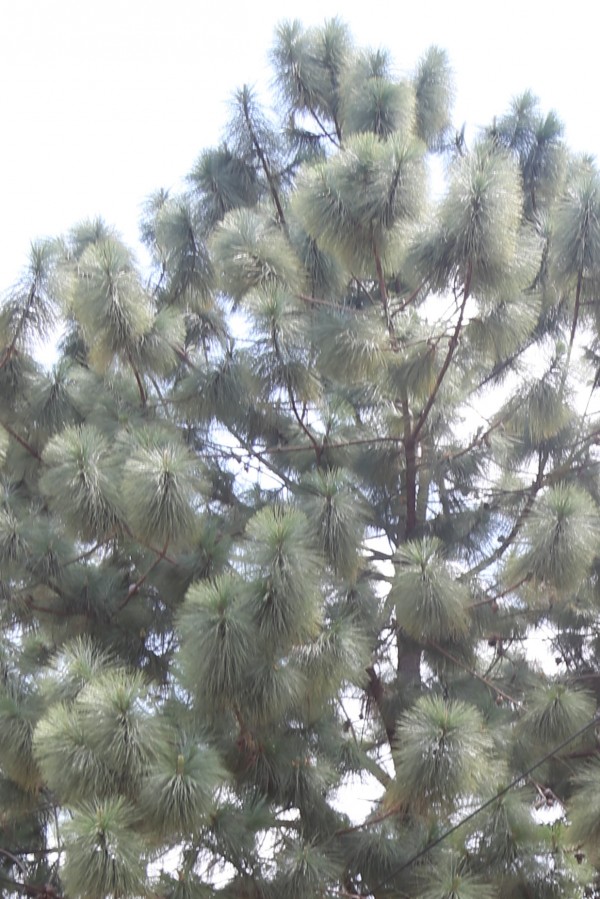 Pinus caribaea - Leaves