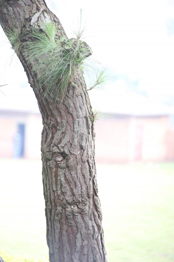 Pinus caribaea - Bark