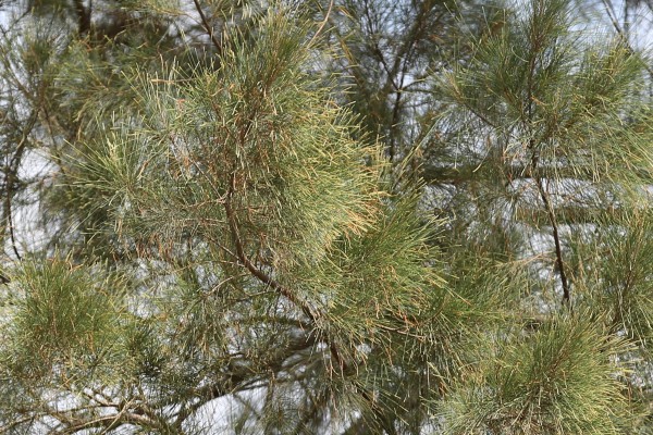 Casuarina glauca - Leaves