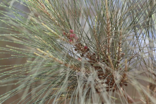 Casuarina glauca - Flowers