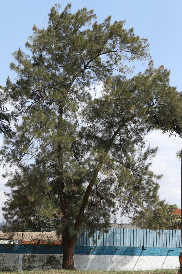 Casuarina glauca - Whole tree