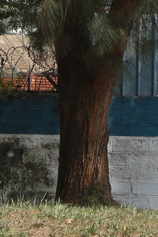 Casuarina glauca - Bark