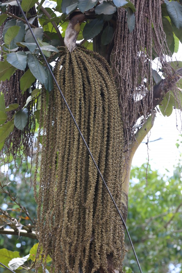 Caryota urens - Flowers