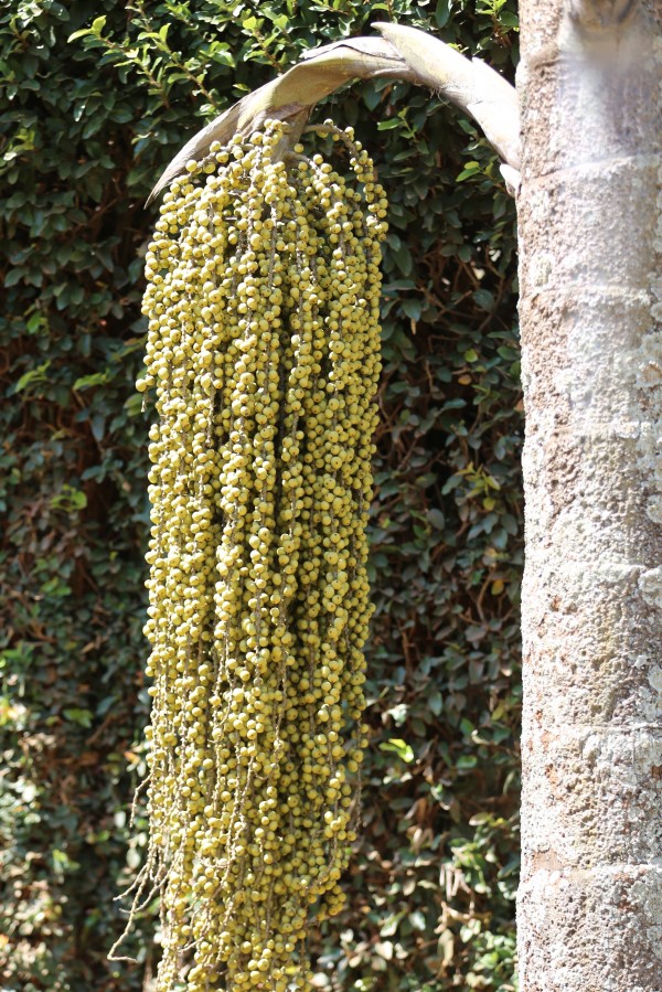 Caryota urens - Fruits