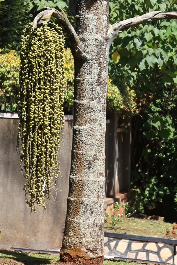 Caryota urens - Bark