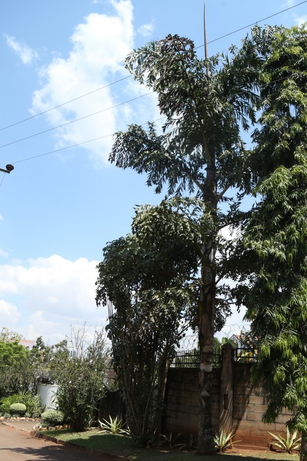 Caryota urens - Whole tree