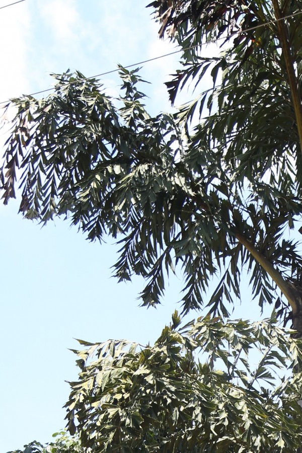 Caryota urens - Leaves