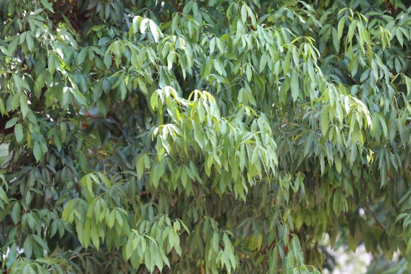 Teclea nobilis - Leaves