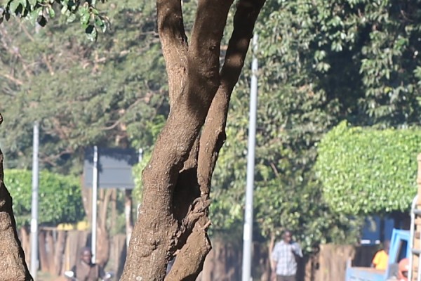 Croton megalocarpus - Bark