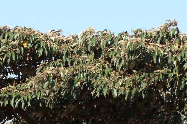 Croton megalocarpus - Leaves