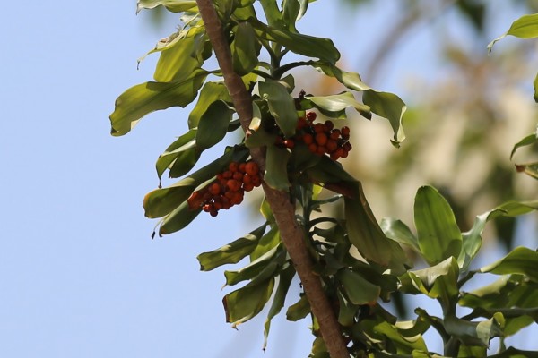 Dracaena fragrans - Fruits