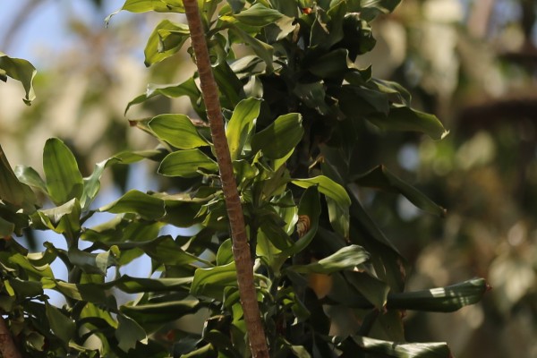 Dracaena fragrans - Bark