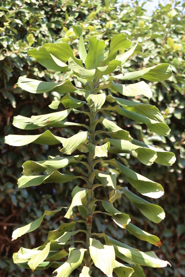Dracaena fragrans - Leaves