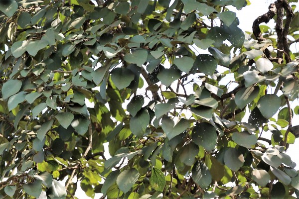 Cordia millenii (C. ugandensis) - Leaves
