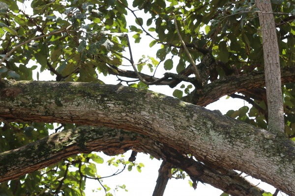 Cordia millenii (C. ugandensis) - Bark