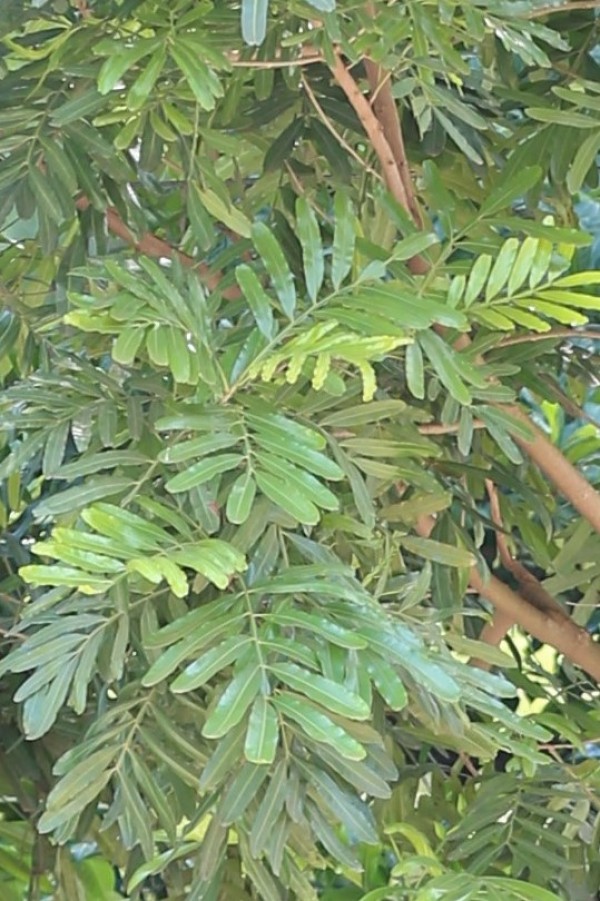 Filicium decipiens - Leaves