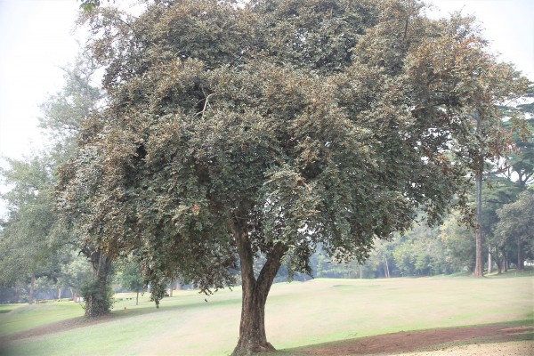 Chrysophyllum albidum - whole tree